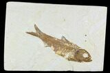 Fossil Fish Plate (Knightia) - Wyoming #108293-1